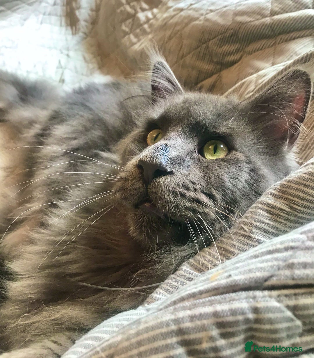 Maine Coon cats for sale: Vlad. Exquisite Huge Russian (neutered) 🔥🔥🔥🔥 - Image 5