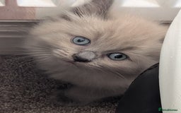 Ragdoll cats for sale: 4 gorgeous ragdoll kittens  - Image 11