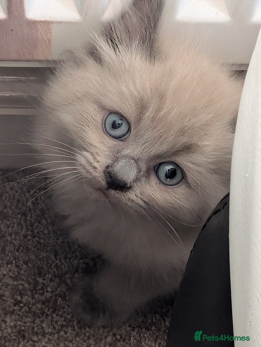 Ragdoll cats for sale: 4 gorgeous ragdoll kittens  - Image 11