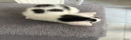 British Shorthair cats for sale: Kittens in Manchester - Advert 7