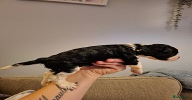 Mixed Breed dogs - Advert 5