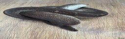 Python Snake reptiles for sale: Royal Pythons Various Prices  - Advert 1