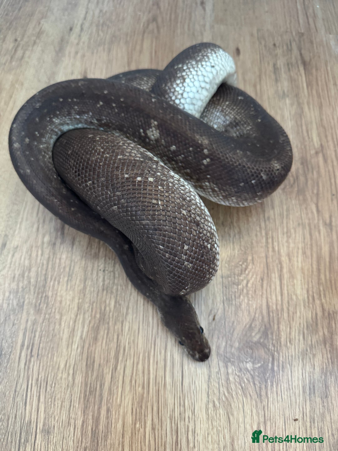 Python Snake reptiles for sale: Royal Pythons Various Prices  - Image 3