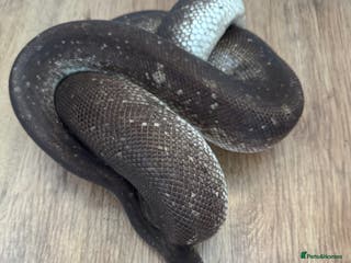 Python Snake reptiles Royal Pythons Various Prices - Advert 1