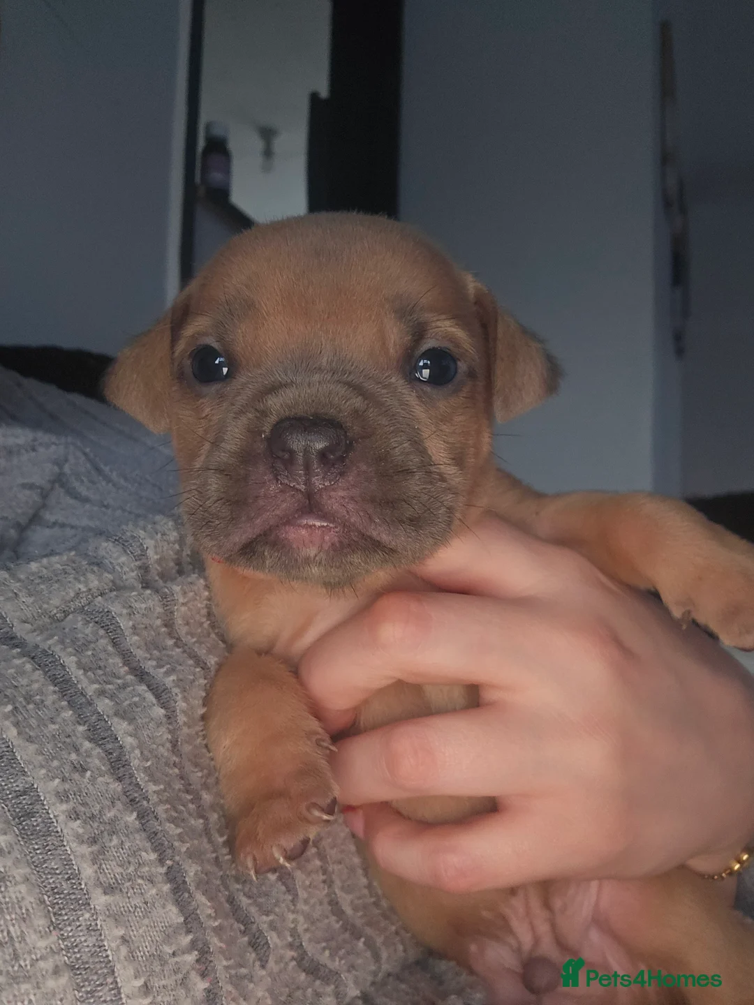 American Bully dogs for sale: Pocket bully puppies - Advert 10