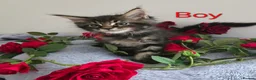 Maine Coon cats for sale: 6 TICA registered Maine Coon kittens. - Advert 8