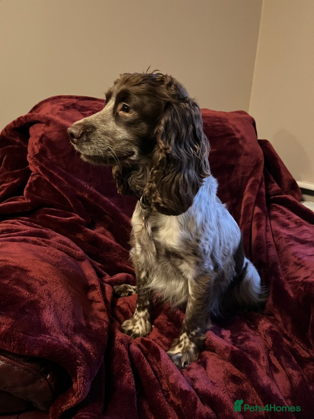 Sprocker dogs for sale: Beautiful Sprocker Spaniel Puppies  - Advert 9