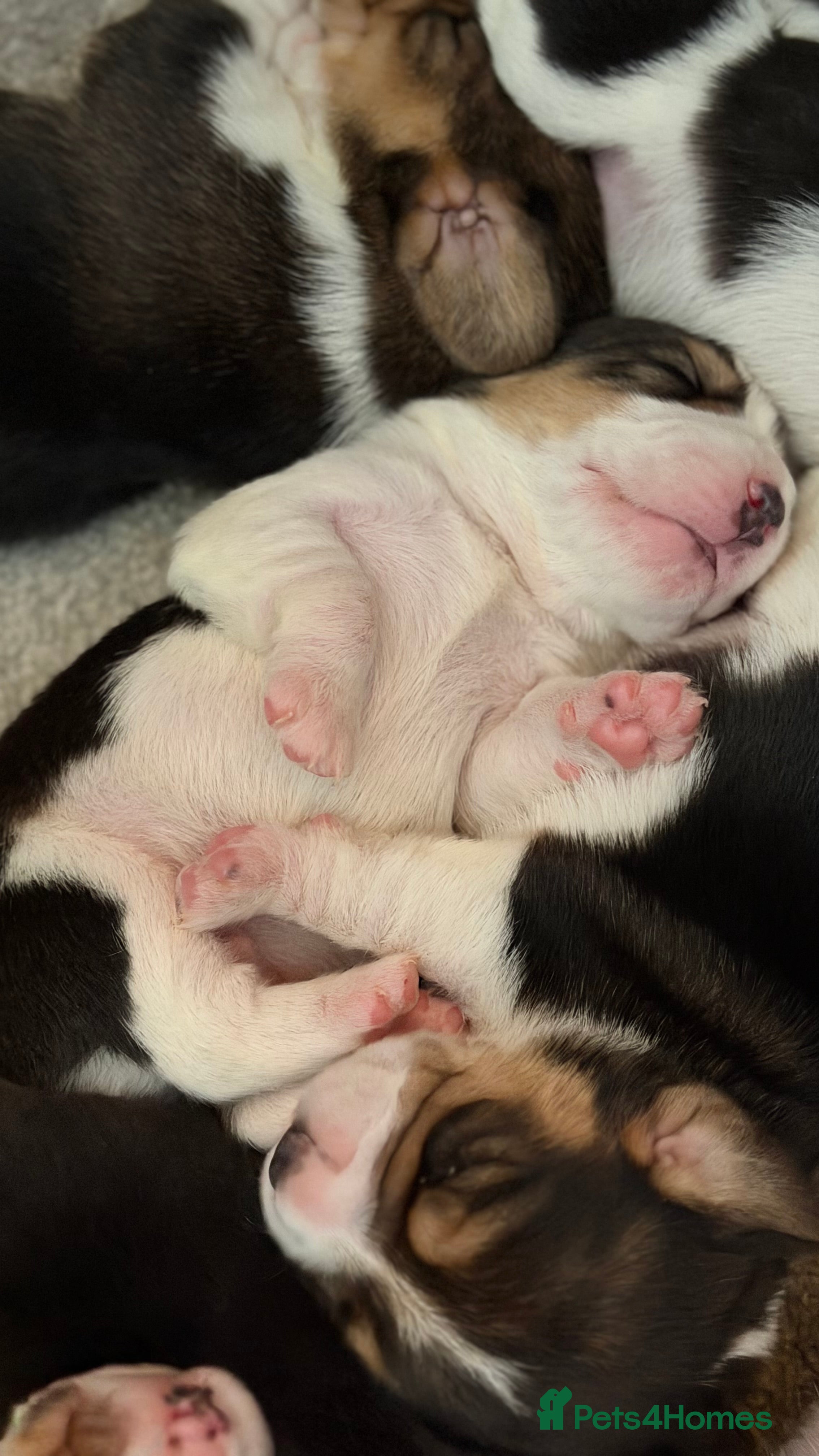 Beagle dogs K reg show winning beagles  - Advert 12