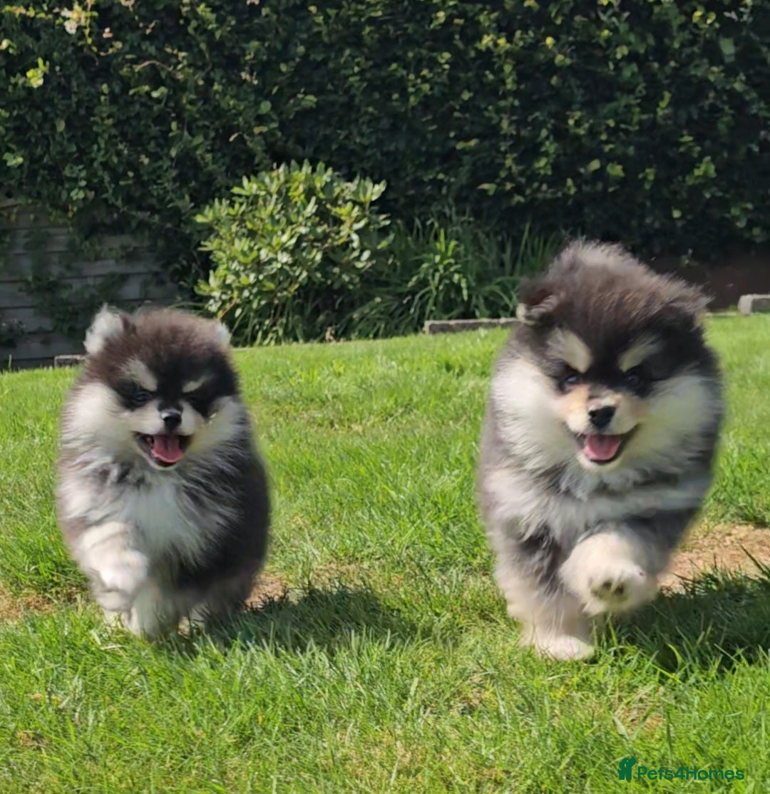 Pomsky dogs for sale: Pomsky puppies very small toy size F3  - Image 16
