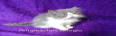 Giorgio 