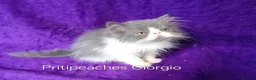 Persian cats for sale: Gccf Registered Persian Kittens  - Advert 9
