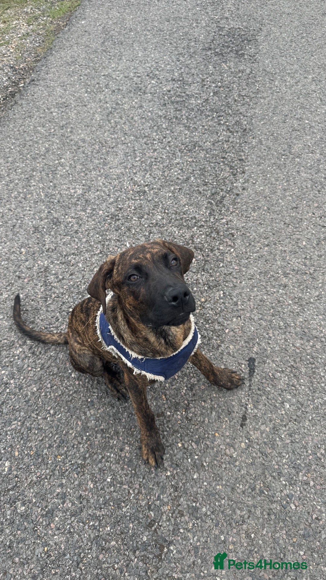 Mixed Breed dogs Koba- cane corso mix - Advert 2