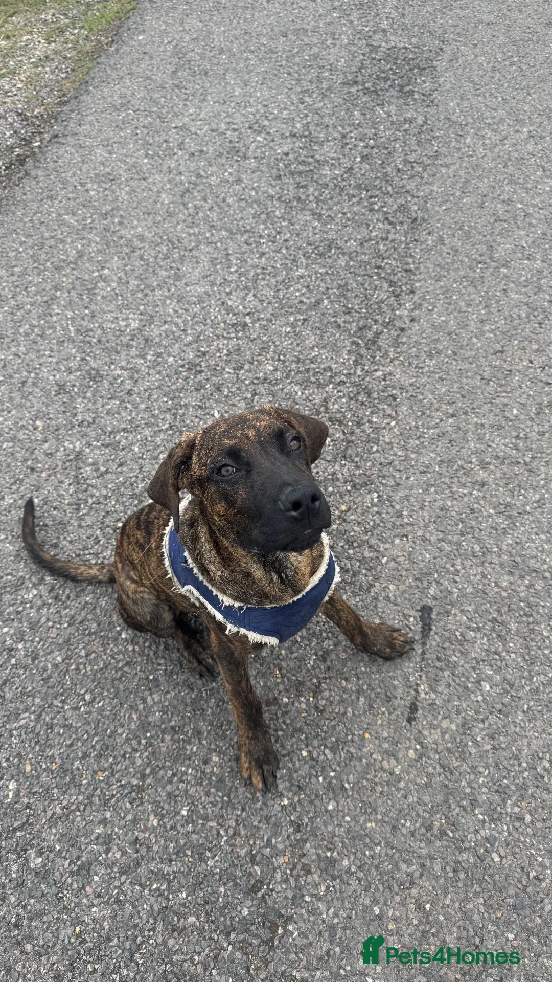 Mixed Breed dogs for sale: Koba- cane corso mix - Advert 1