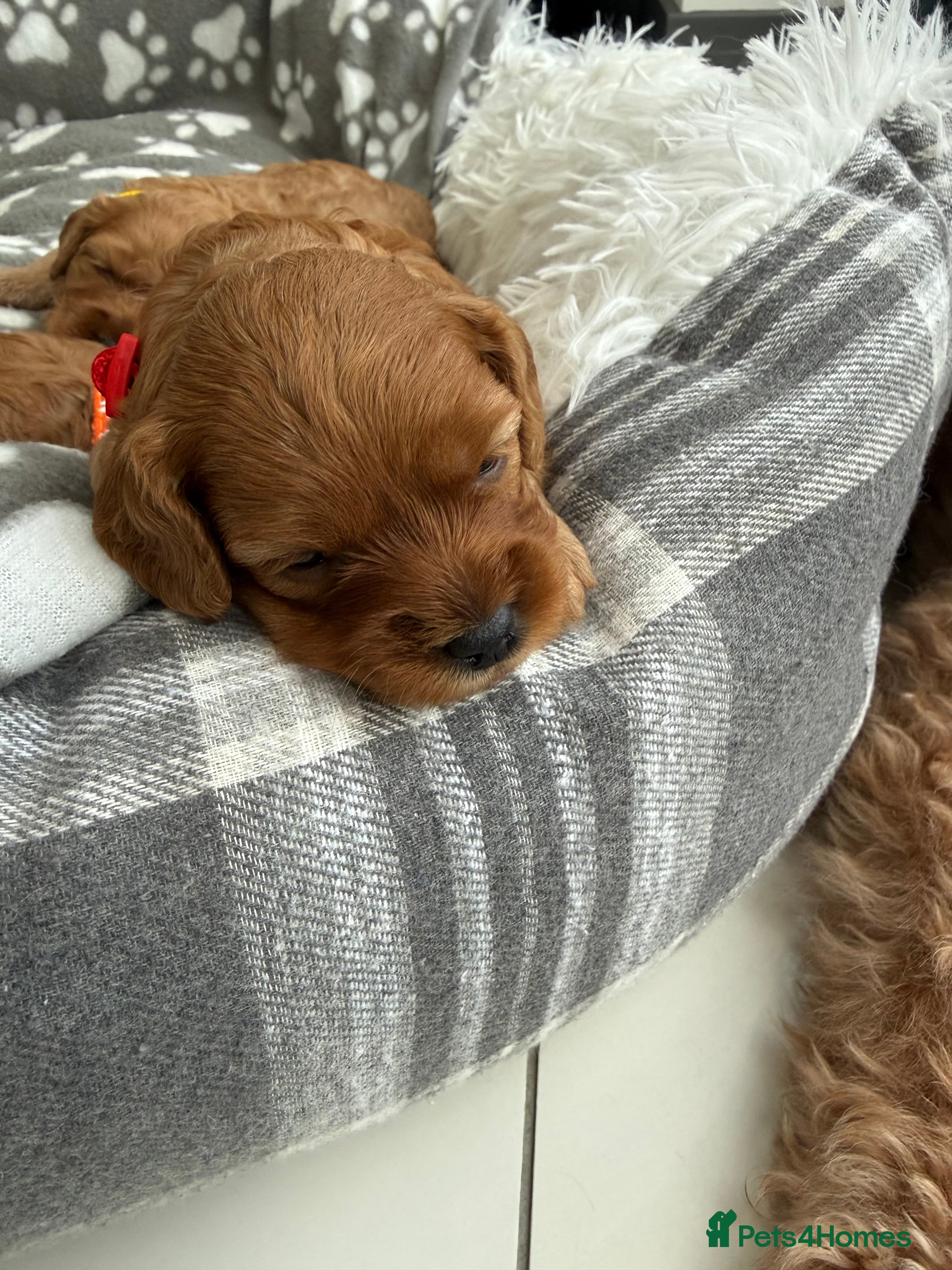 Cavapoo dogs Beautiful F1b Toy Cavapoos parents health checked  - Advert 16