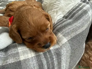 Cavapoo dogs Beautiful F1b Toy Cavapoos parents health checked - Advert 16