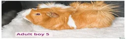 Guinea Pig rodents for sale: Beautiful baby boys, and adult boys. - Advert 8