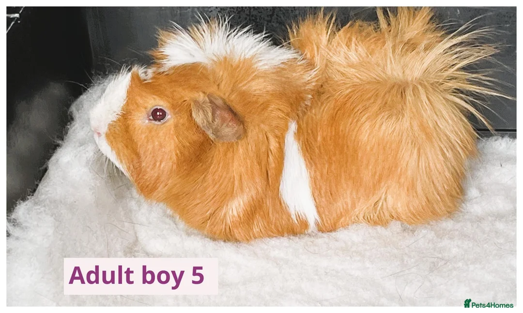Guinea Pig rodents for sale: Beautiful baby boys, and adult boys. - Advert 8