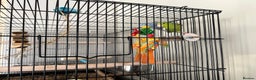 Parakeets birds for sale: 2 x parrotlets Blue and Green - Advert 5