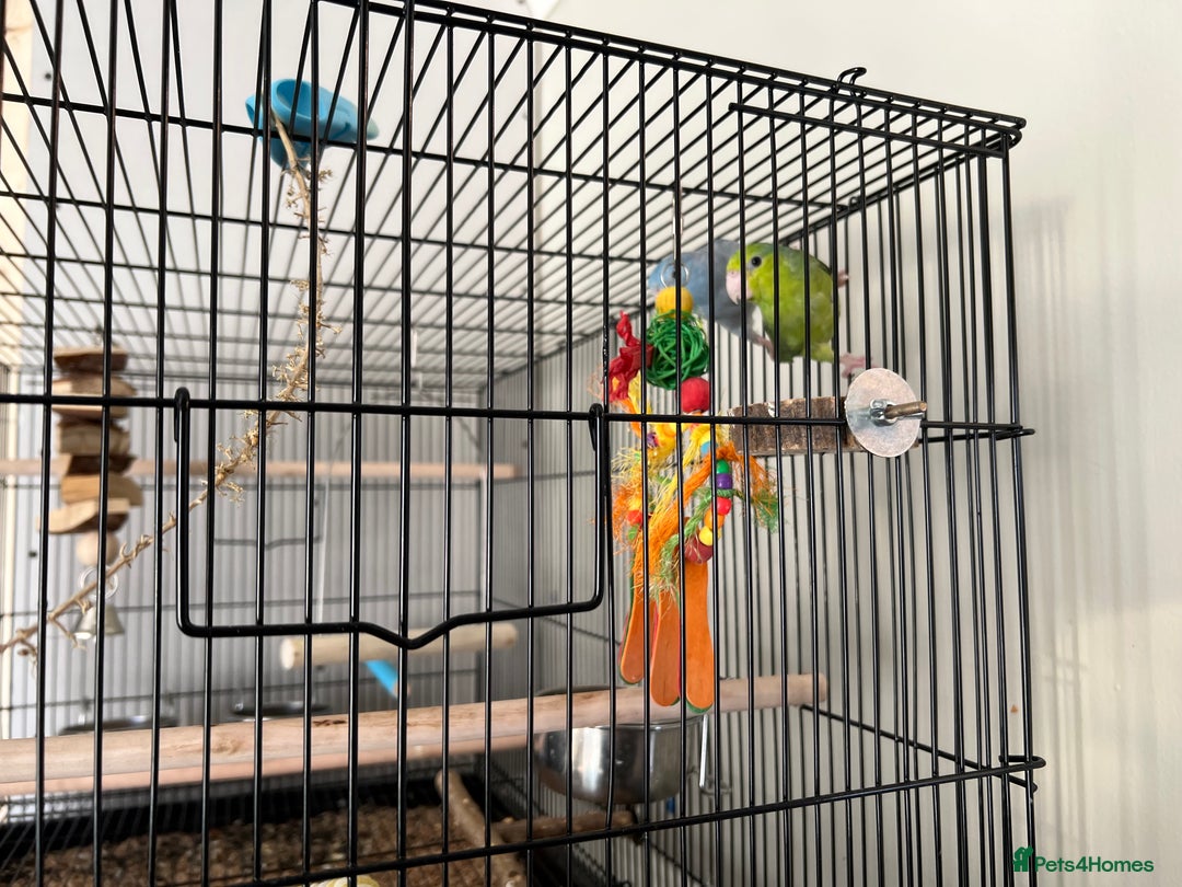 Parakeets birds for sale: 2 x parrotlets Blue and Green - Image 5