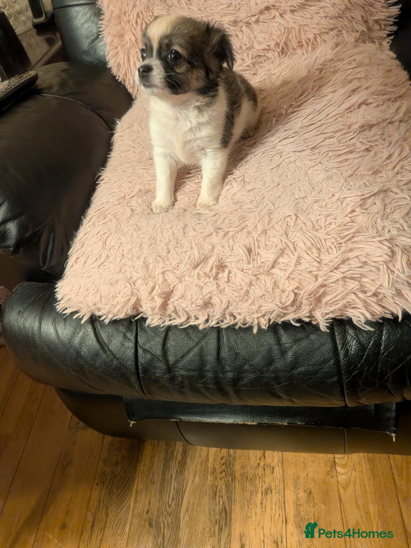 Chihuahua dogs Lovely tiny loyal chihuahua puppy for New gome - Advert 1