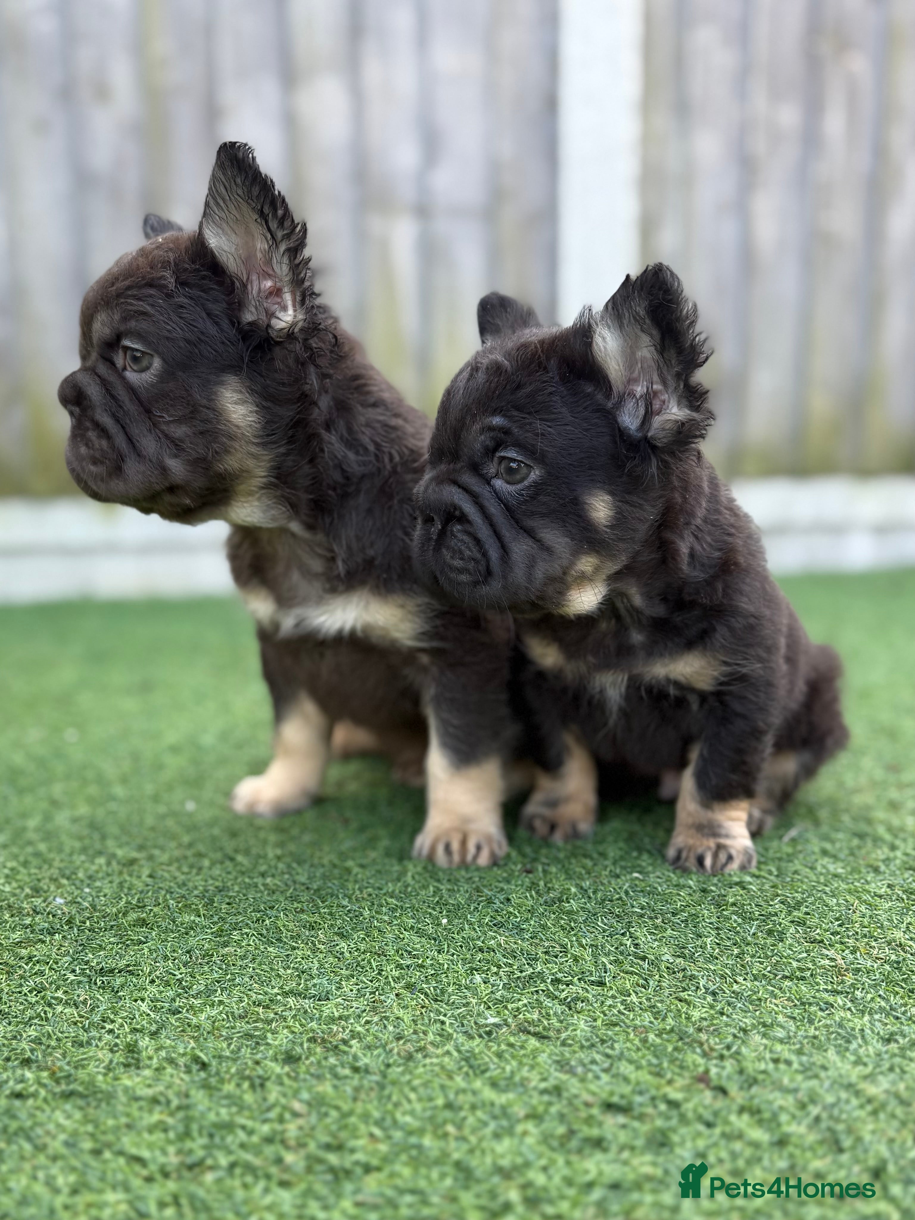French Bulldog dogs Ready to leave - Full fluffy French bulldogs  - Advert 5