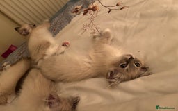 Ragdoll cats for sale: Pedigree Blue & Seal Ragdoll kittens in Oswestry - Image 4