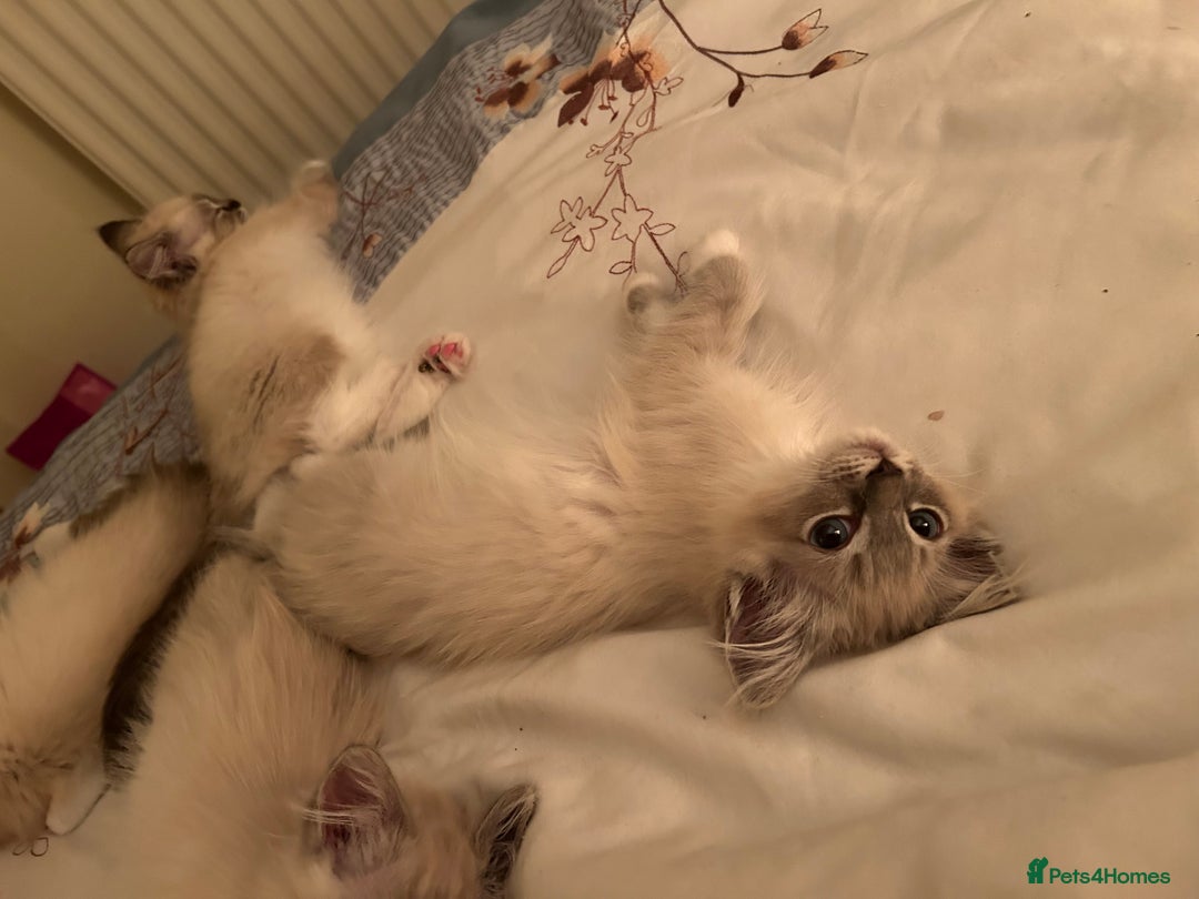Ragdoll cats for sale: Pedigree Blue & Seal Ragdoll kittens in Oswestry - Image 4