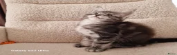 Maine Coon cats for sale: Pure Maine coon kittens - Advert 2