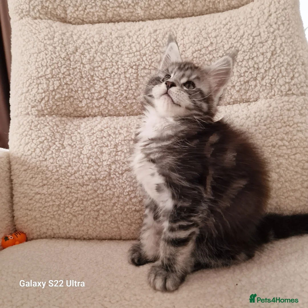 Maine Coon cats for sale: Pure Maine coon kittens - Advert 2