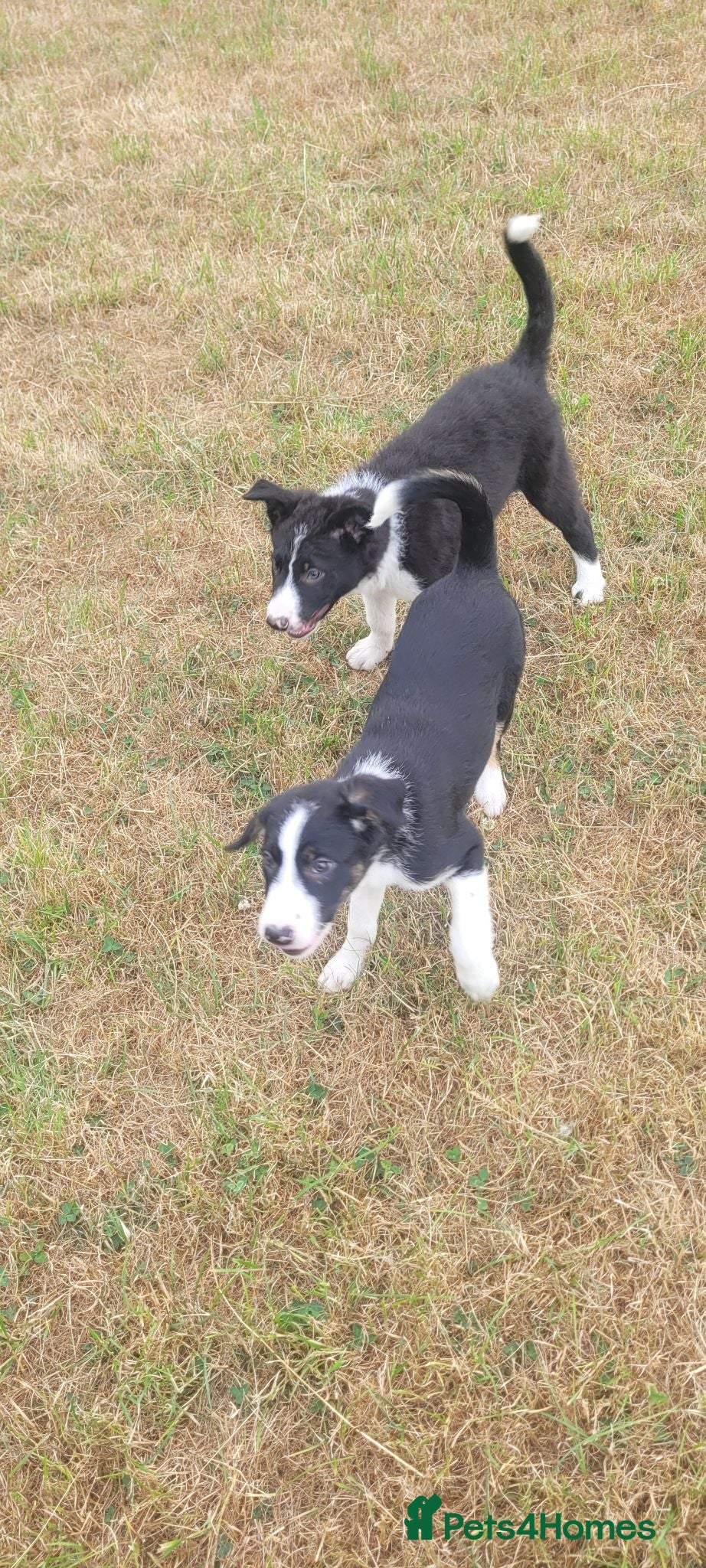 Border Collie dogs 4 border collie puppies for sale - Advert 1