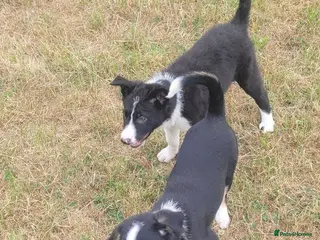 Offset Border Border Collie Puppies for sale | Pets4Homes