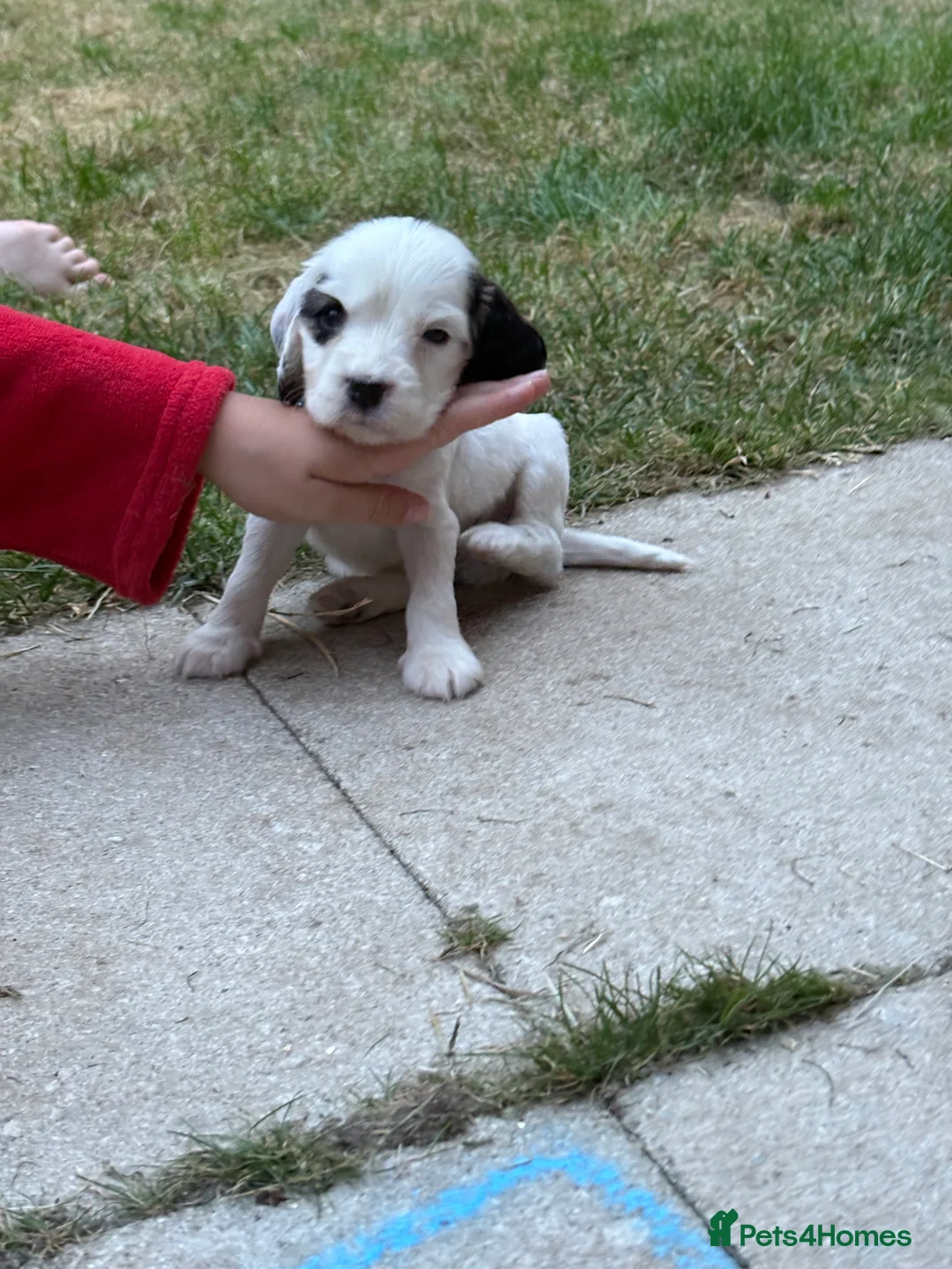 Cocker Spaniel dogs for sale: Amazing pups - Advert 3
