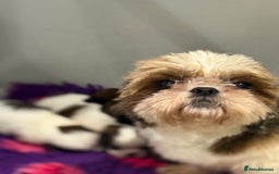 Shih Tzu dogs for sale: Kc various colour Shih Tzu 14 dna health tested  - Image 2