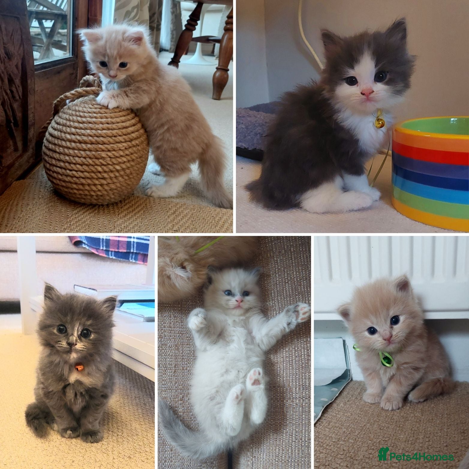Ragdoll cats X6 Beautiful Ragdoll/Persian "Perdoll" Kittens - Advert 11