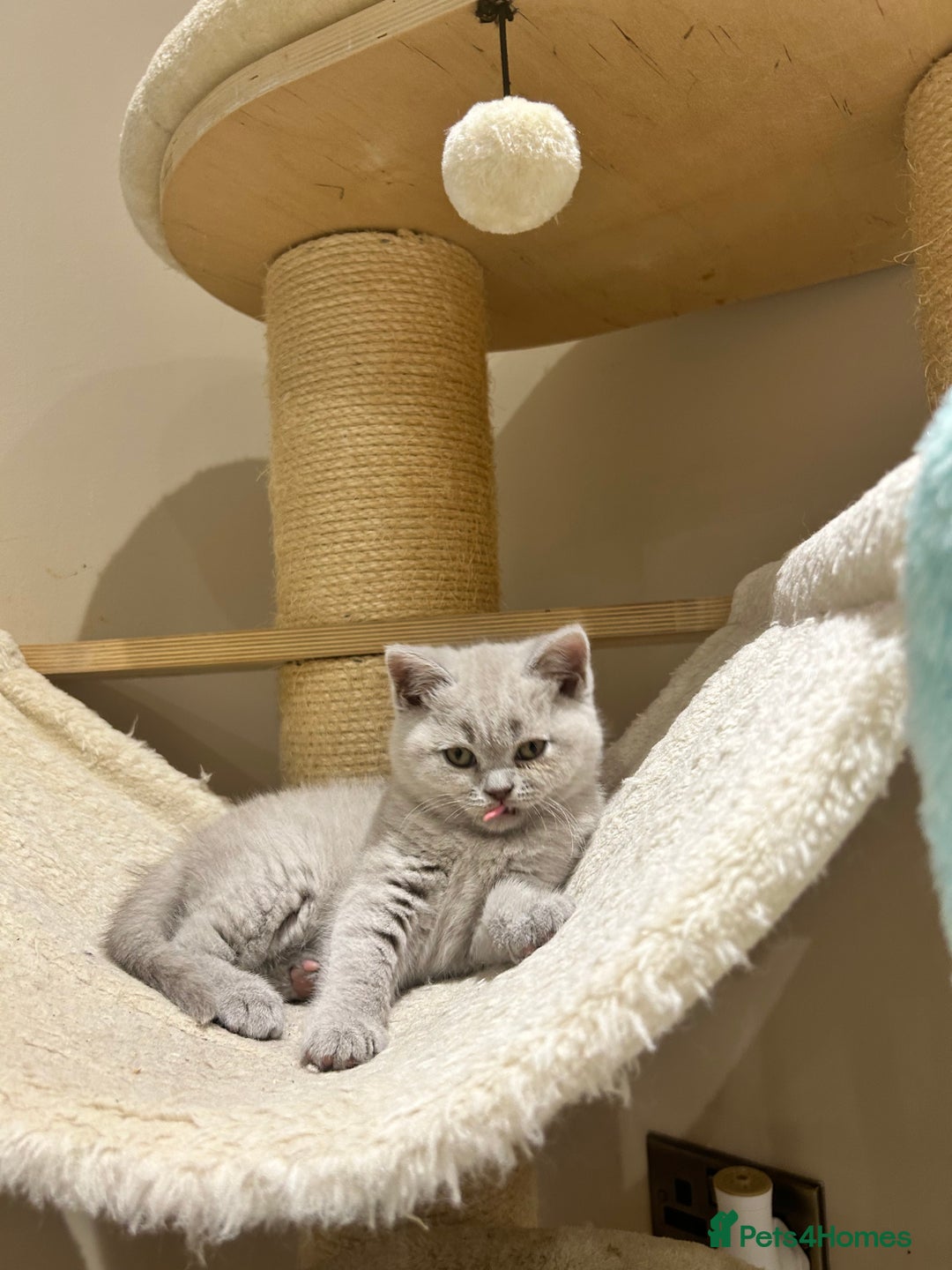 British Shorthair cats for sale: Tica registered British Shorthair Kittens - Image 12