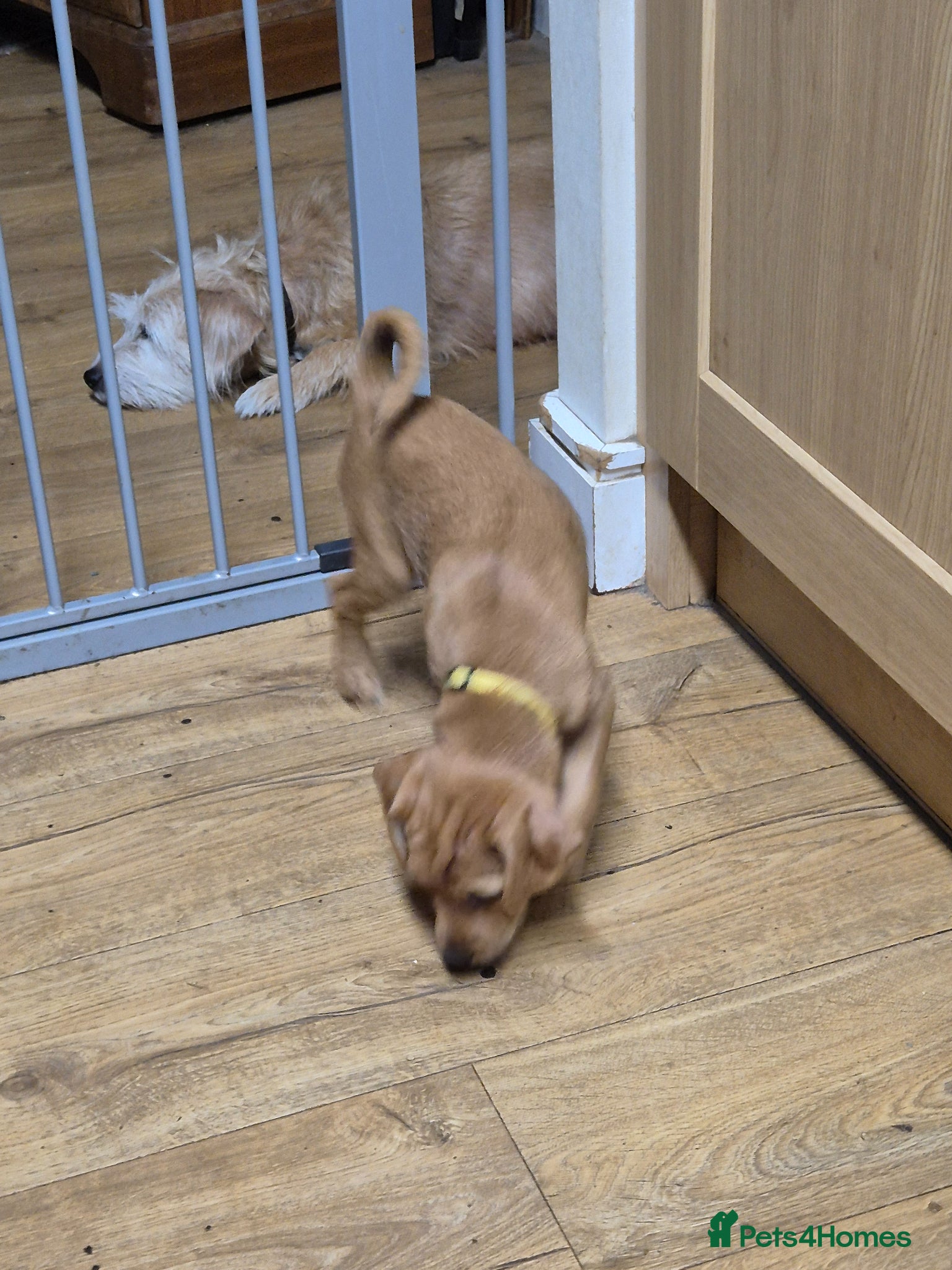 Patterjack dogs Patterjack puppies 10 weeks old - Advert 3