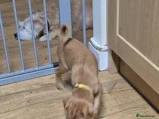 Patterjack dogs Patterjack puppies 10 weeks old - Advert 1