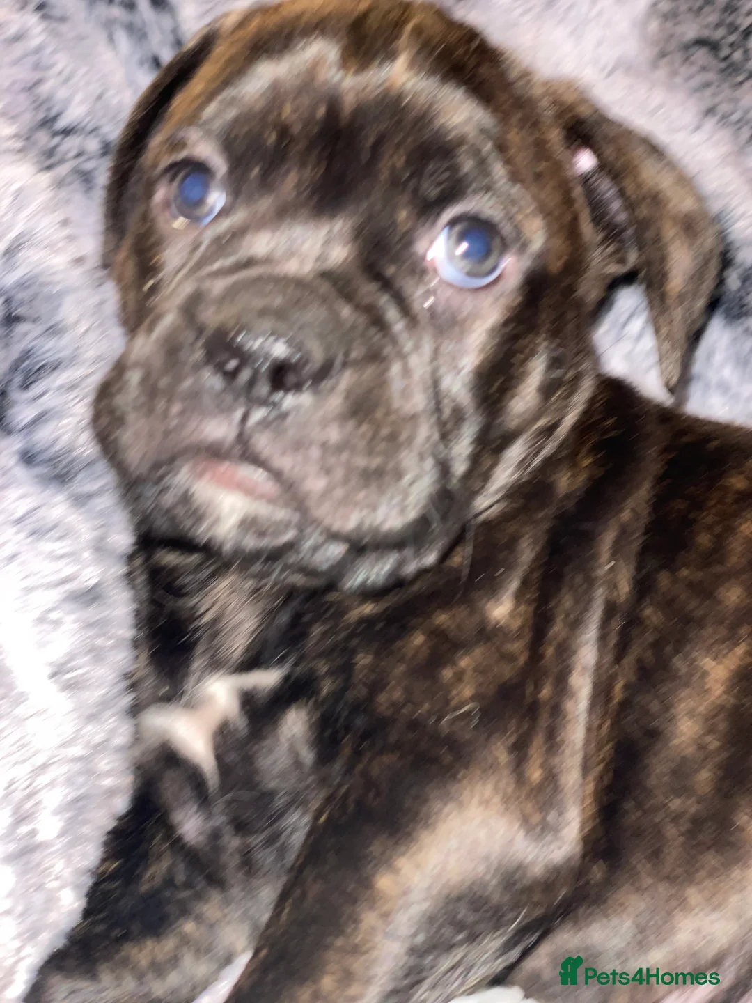 Mixed Breed dogs for sale: 🧬Kc reg mum black boxer & mini boxer pups 🤩 8wk - Advert 4