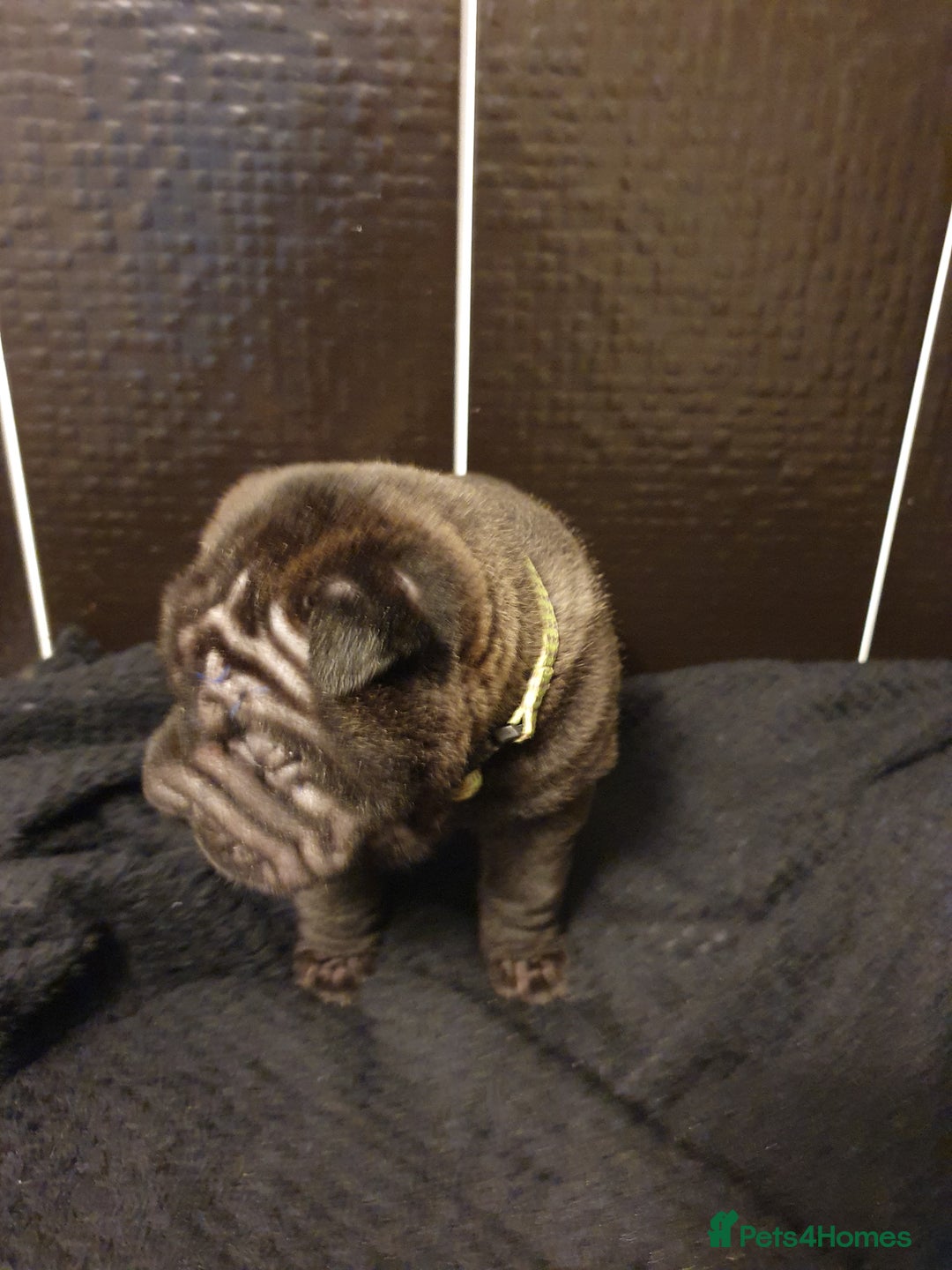 Shar Pei dogs for sale: Stunning KC Registered Shar Pei puppies - Advert 35