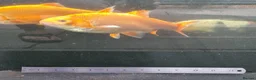 Koi Carp fish for sale: Koi /Orf /Tench- 11 in total in Wellingborough - Advert 17