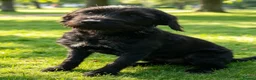 Mixed Breed dogs for sale: Labrador 1/4 cross German Wirehaired Pointer 3/4 - Advert 4