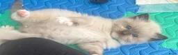 Ragdoll cats for sale: Beautiful Ragdoll Kittens  - Advert 24