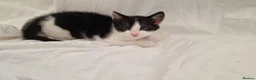 Mixed Breed cats for sale:  Beautiful Black & White Kittens Looking for home in Manchester - Advert 6