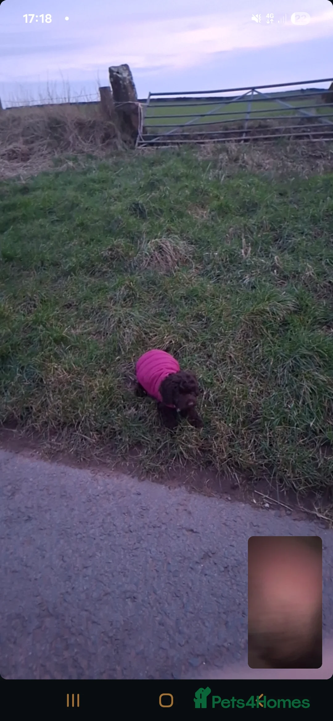 Cockapoo dogs for sale: Cockerpoos looking for forever homes - Advert 2