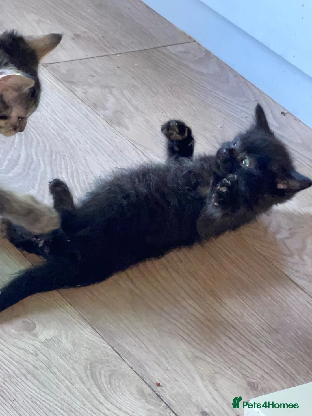 Mixed Breed cats for sale: 1 Male kitten  - Advert 2