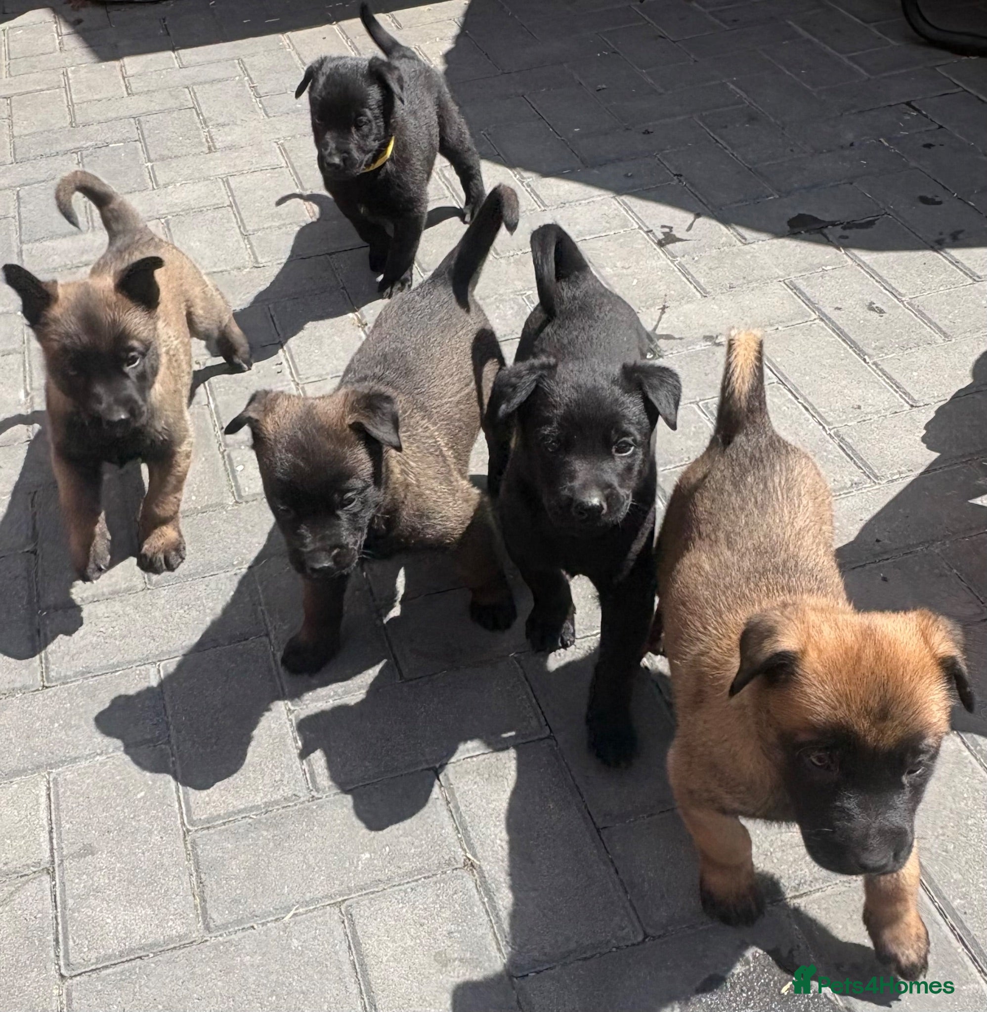 Belgian Shepherd Dog dogs Belgian Malinois puppies - Advert 2