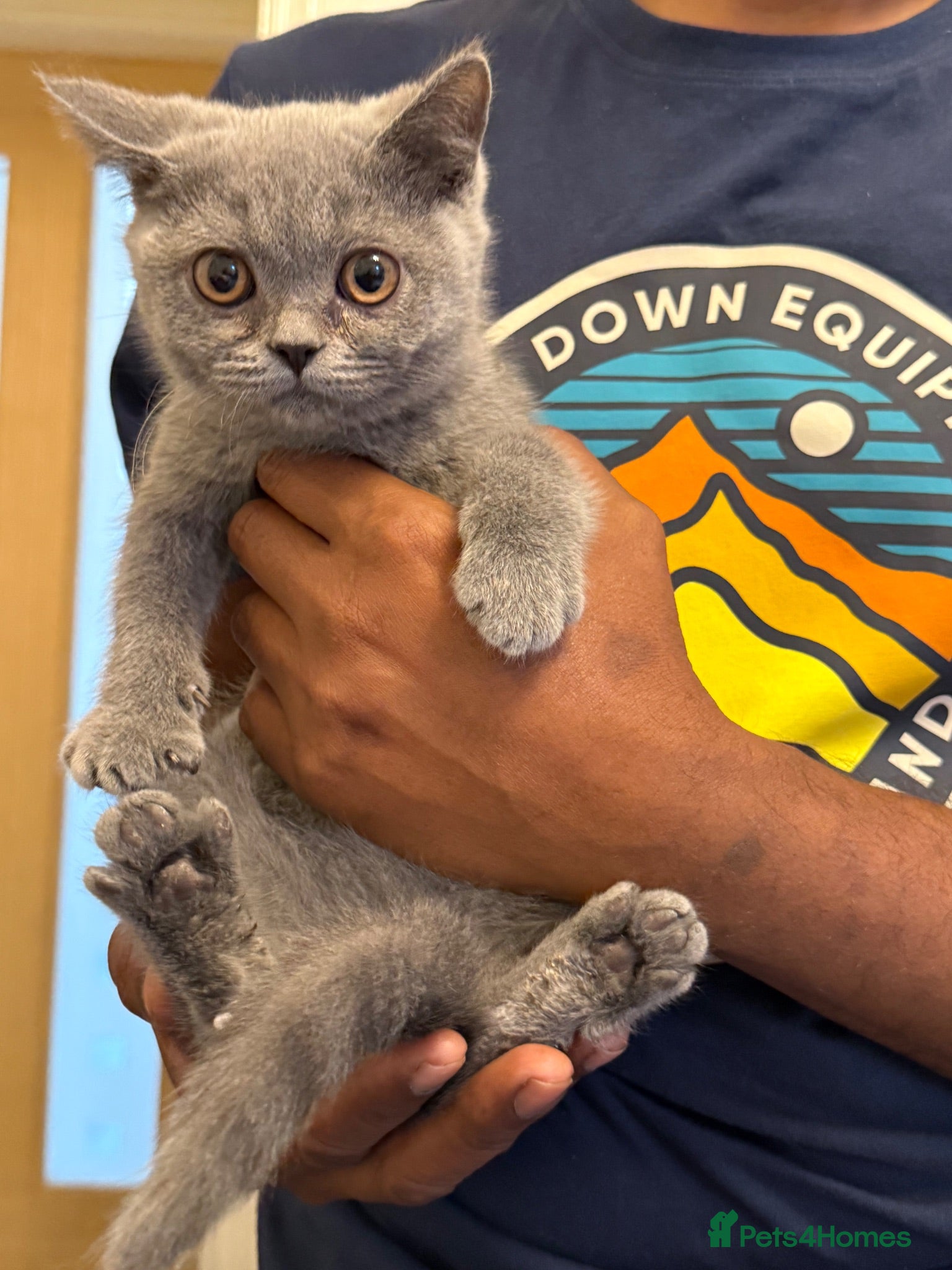 British Shorthair cats British short hair Birmingham kittens for sale  - Advert 2