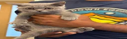 British Shorthair cats for sale: British short hair Birmingham kittens for sale  in Birmingham - Advert 2