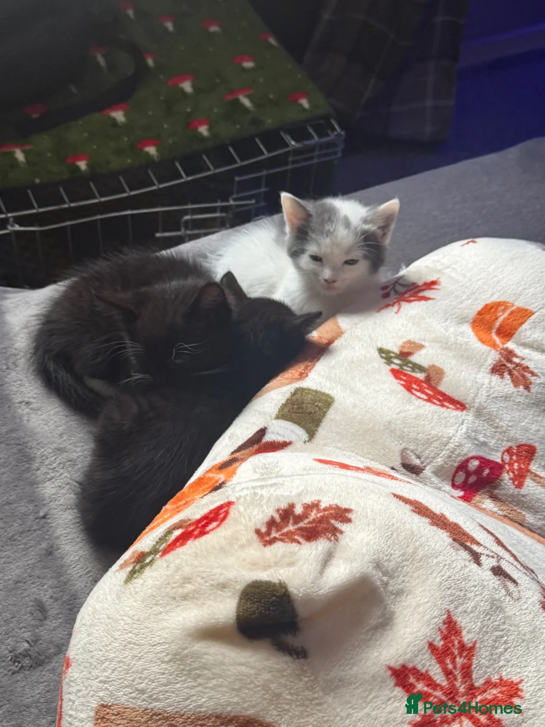 Mixed Breed cats for sale: Grey kitten - Advert 2