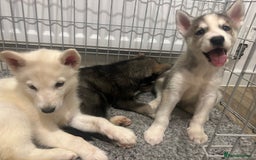 Siberian Husky dogs for sale: 3 x Siberian husky puppies  - Image 13